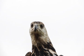 Close-up of African Fish Eagle head.