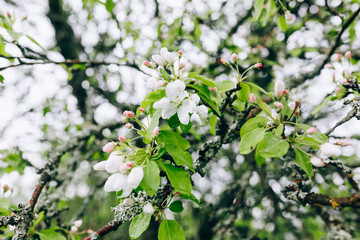 may blossoming apple trees