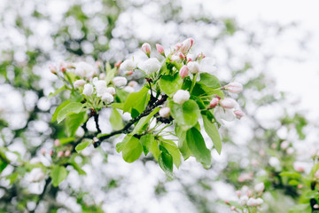 may blossoming apple trees