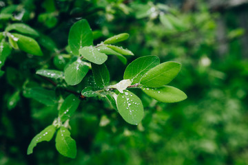 rainy spring trees