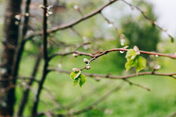 rainy spring trees