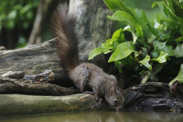 Scoiattolo rosso in abbeverata (Sciurus vulgaris)