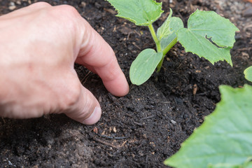 Hand in der Erde mit Pflanze - Gartenarbeit