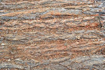 tree bark background and texture
