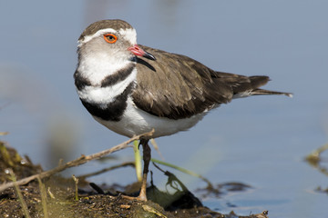 Gravelot à triple collier,.Charadrius tricollaris, Three banded Plover