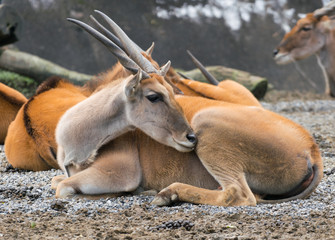 Common southern eland antelope or taurotragus oryx