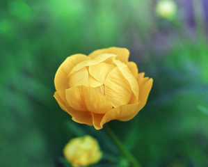 Trollius yellow flower