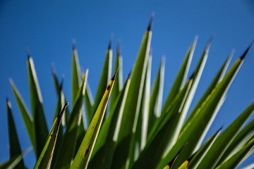 palmera