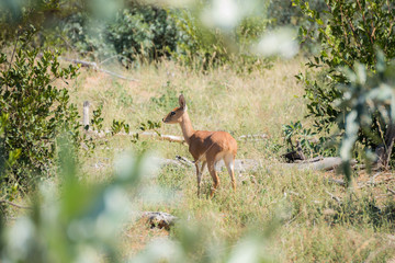 Duiker in South AFrica