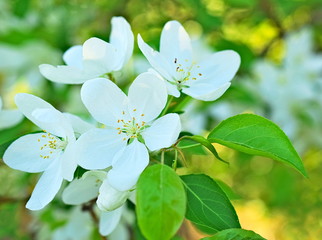 White Apple tree flowers and green leaves. Macro. Closeup.