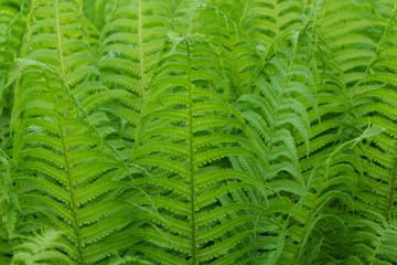 fern green nature