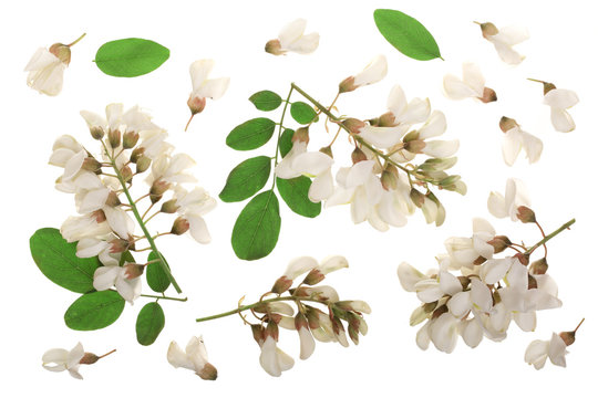 Fototapeta Blossoming acacia with leafs isolated on white background, Acacia flowers, Robinia pseudoacacia . White acacia