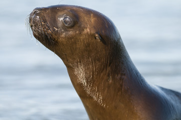 Obraz premium Sea Lion pup , Patagonia Argentina