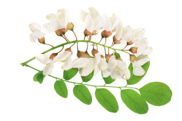 Blossoming acacia with leafs isolated on white background, Acacia flowers, Robinia pseudoacacia . White acacia