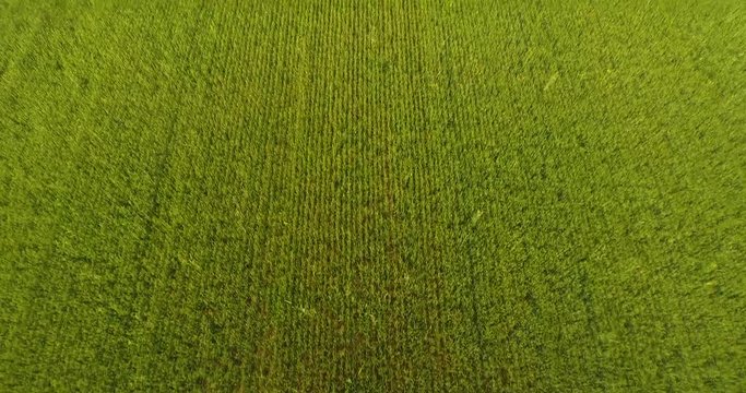 Yeşil Buğday Tarlası