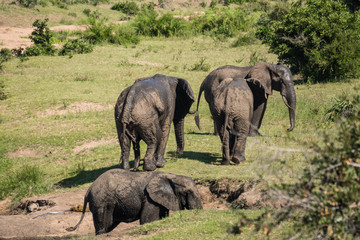 Muddy Elephants walking away