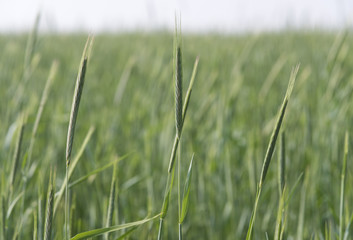 Green Rice Field with white sky background