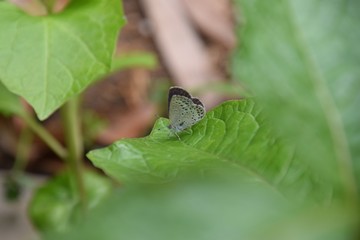 Lycaenidae butterfly / ヤマトシジミ
