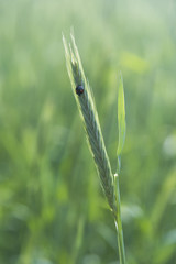 Green Rice Field with white sky background