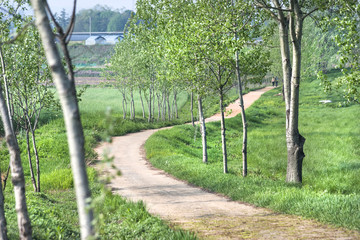 lot of trees in greean forest with sand road