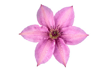 Clematis flower of lilac color, isolated on white background.