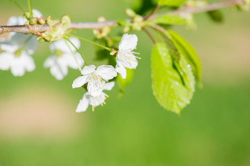 Macro shot of blooming apple tree over blurred background