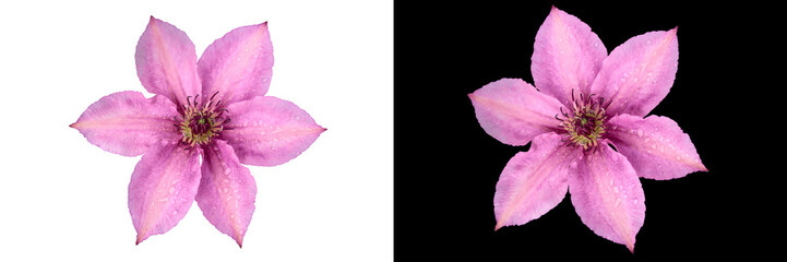 Two clematis flowers with pink petals, carved on a white and black background.