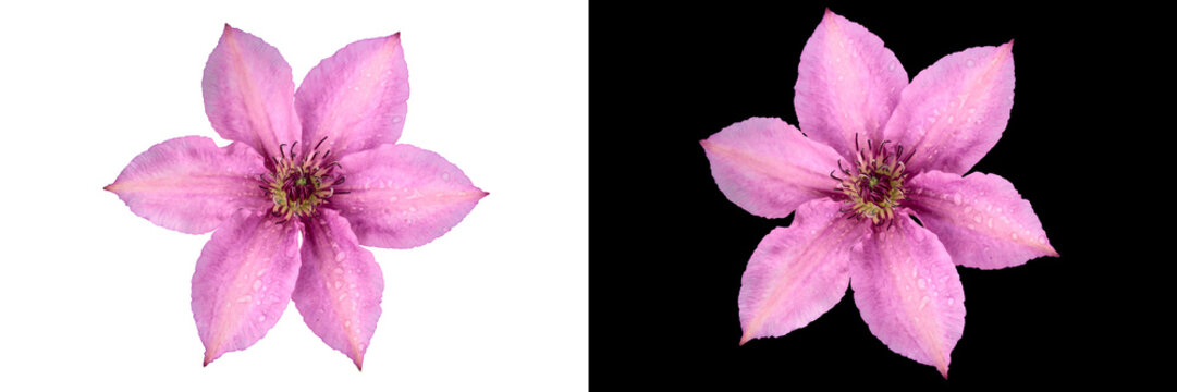 Fototapeta Two clematis flowers with pink petals, carved on a white and black background.