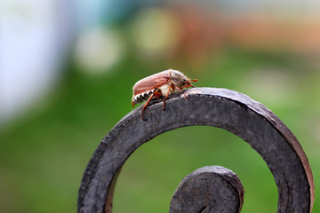 Melolontha. Beetle Close-up