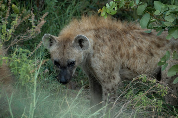 Shy Hyena closeup