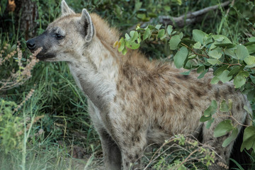 Spotted Hyena sensing animals