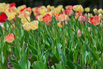Red & yellow tulips flower bed. Landscape.
