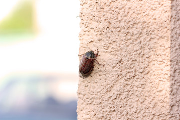 Melolontha. Beetle Close-up