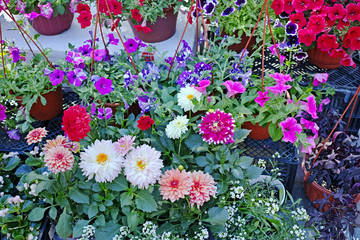  Flowers in flowerpot outdoors