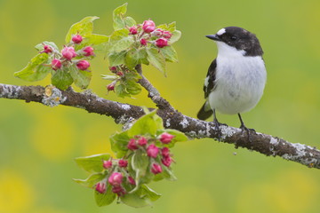 A Pied flycatcher (Ficedula hypoleuca) on the branch of an apple tree with flowes.