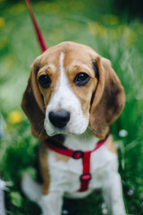 Close up portrait of beautiful little beagle dog in red lead sitting obediently on the green grass in the park