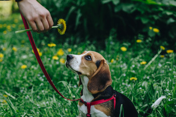 Side view of cute little beagle dog looking at the yellow flower. Beautoful beagle puppy sniffing...