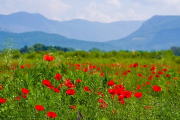 Vibrant poppy field panorama with mountain and white clouds in the background