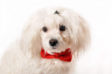 White Maltese dog with red bow isolated on white background
