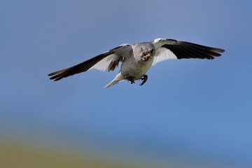 White-winged Snowfinch - Montifringilla nivalis captured in flight.