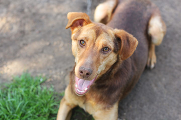Brown dog close-up. Puppy on the street