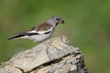 White-winged Snowfinch - Montifringilla nivalis with insects