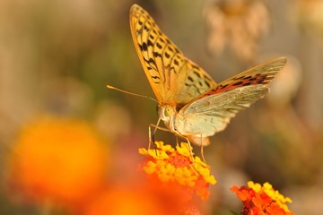 Beautiful Fritillary (Argynnis pandora) feeding on the colorful blossom. Orange butterfly sitting on the red and yellow