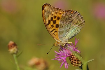 The silver-washed fritillary (Argynnis paphia) sitting on the blossom of purple cornflower. Beautiful orange butterfly on the purple bloom