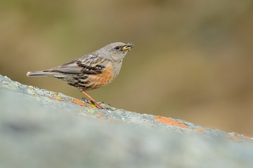 Alpine Accentor - Prunella collaris sitting on the cliff