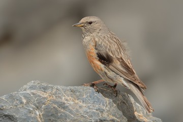 Alpine Accentor - Prunella collaris sitting on the cliff and watching to the valley