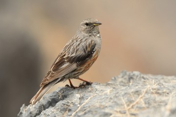 Alpine Accentor - Prunella collaris sitting on the cliff and watching to the valley