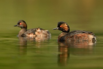 Eared Grebe - Podiceps nigricollis swimming in the water in the lake