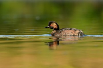 Eared Grebe - Podiceps nigricollis swimming in the water in the lake