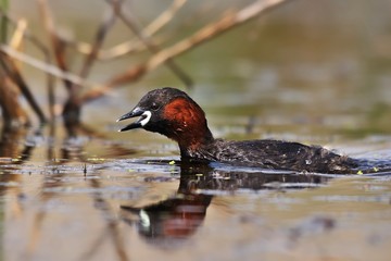 Little Grebe - Tachybaptus ruficollis swimming on the water